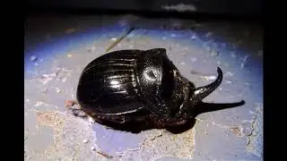 Copris hispanus ist eine Käferart aus der Familie der Blatthornkäfer Scarabaeidae