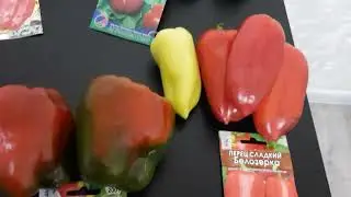 Какие сорта сладкого перца я выращивала в сезоне 2022.