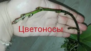 Orchid flower stalks grow from lateral buds, 