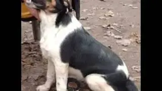 ADOPTED - Scout, Smooth Coat Collie Mixed