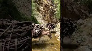 #таджикистан