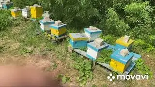 Облетник ,нуклеусный парк ,бакфаст