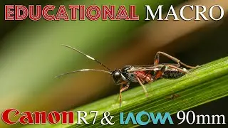 Extreme Macro with Canon R7 & Laowa 90mm | Educational Fieldwork