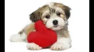 Unconditional Love|Animation clip
