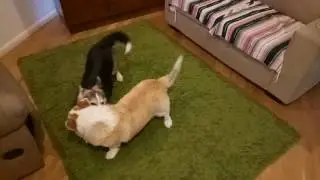 Hamish and Rusty,  more play.