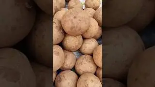 Это не картофель !!! 