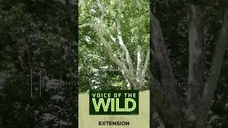 Voice of the Wild - The American Sycamore