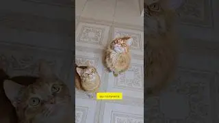 Давайте быть грамотными😹 