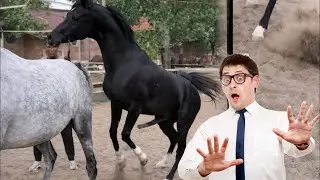 Horse Mating and Breeding Process Explained | Complete Guide to Equine Reproduction