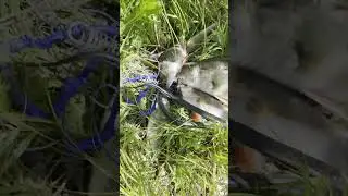 Когда в душе ты анаконда. Случай на реке 