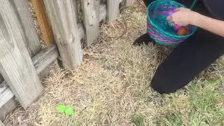 Happy early Easter everyone! The squirrels got to the eggs before we could! 😂🐿