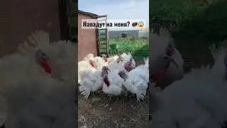 Нападение индюка