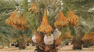 Viral Kurma Berbuah di Indonesia Kalimantan Timur