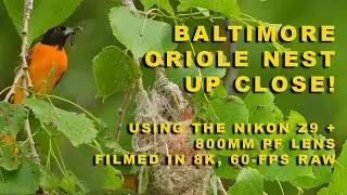 Oriole Nest Filmed in 8k, Cropped to 4k - Nikon Z9 + 800mm PF lens