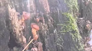 Начинаются опята - видео со смешанного леса, начало ноября