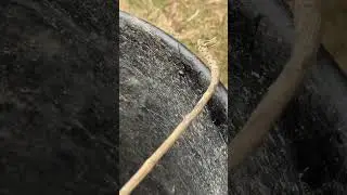 Black widow spider