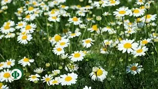 391 Ромашка – народное средство от геморроя