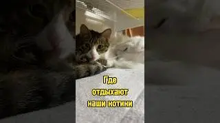 Где отдыхают наши котики 🐈‍⬛ 