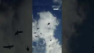 #duckhunting