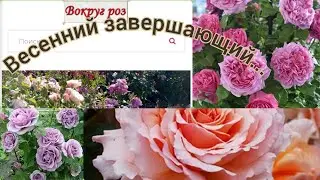 🥰Обзор посылки с розами из питомника 