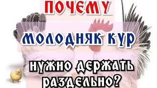 Почему молодняк кур надо держать раздельно?