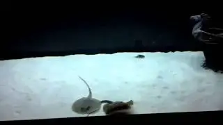 Freshwater Stingrays