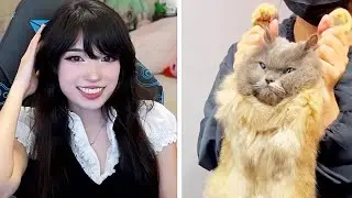 Cats Are So Done With Us | Emiru Reacts to 