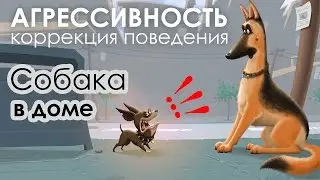 Агрессивность собак. 