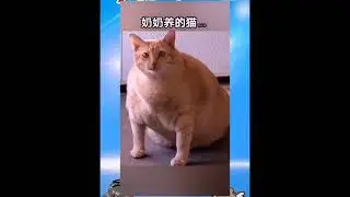 Animals Series (2T Asia) #10