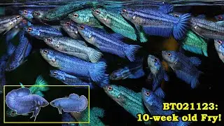 BT021123: 10-week old iridescent fry!