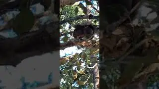 Голодный бельчонок