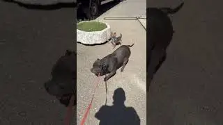 На прогулке #shorts #americanbully #yorkshireterrier