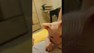Little Semen sucks his tail)) you've never seen him like this!