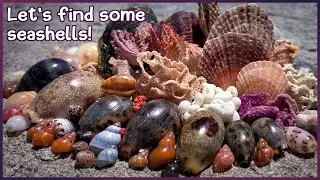 Early Morning Cowries and Microshells | Finding Shells at Low Tide #shelling #shells
