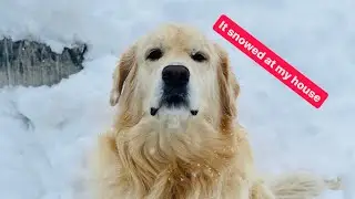 Golden retriever’s cute daily life - part 5 - snow day with Uncle Lamar! @ladyhoneythegolden