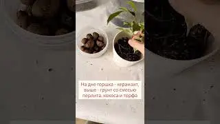 #фикусбенджамина