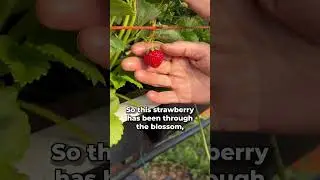 #AskAFarmer - How do you know when strawberries are ready to harvest?