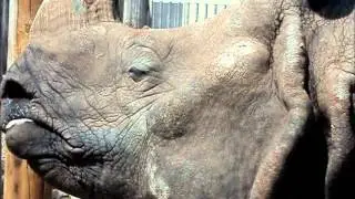 Sleepy Rhino gives me the evil eye