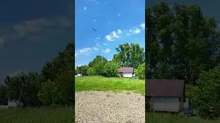Коршун как питается рыбой