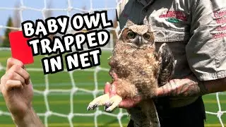 Epic Encounter: Great Horned Owl Injured On The Soccer Field - Episode 18