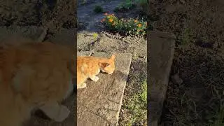 🐱🐱КУКИ ПРИШЁЛ НА УЖИН 🐱🐱#бердянск #бердянскженщины #бердянскморе #котик #рыжийкот #вискас