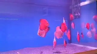 Освещенность  аквариума с дискусами.