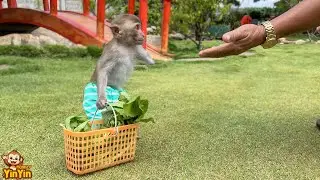 Monkey YinYin helps grandpa harvest vegetables to make soup for monkey YiYi