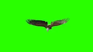 Eagle! Green screen video! No copyright! Use free!