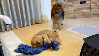 A cat is donned by a dog because it is too funny.