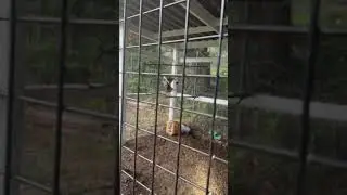 Wild Hawk gets trapped in the chicken coop. #Chickens #Hawk #ScottRiddle.
