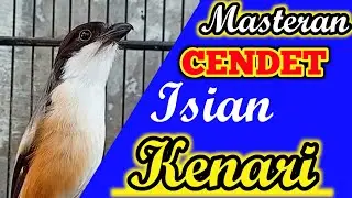 MASTERAN cendet isian KENARI LOVEBIRD KAPAS TEMBAK | MASTERAN TROTOL FULL TEMBAKAN