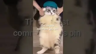 THE LONGEST COMMENT GETS PINNED