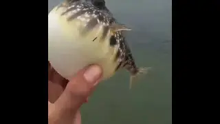 Pufferfish deflating sound