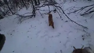 Охота с гончими по белой тропе 2020 г 7